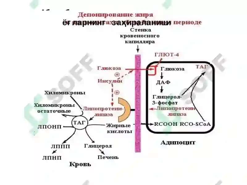 Ёғларнинг оралиқ алмашинуви, унинг бошқарилиши ва бузилиши 5