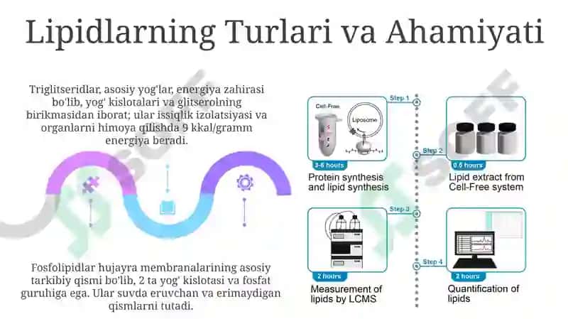 Fosfolipidlar va Oqsillar: Biosintez va Tuzilish 5