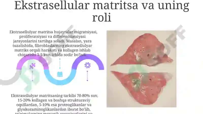To'qimalarning fiziologik va reparativ regeneratsiyasi 5