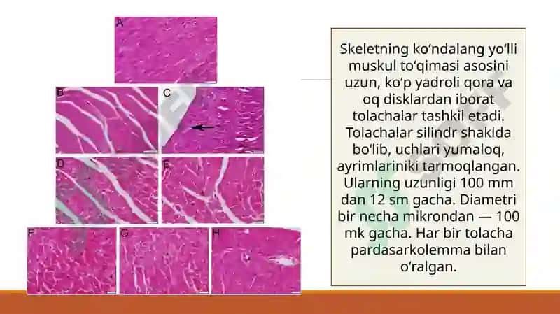 Yumshoq muskultoʻqimasining mexanik xossalari 5