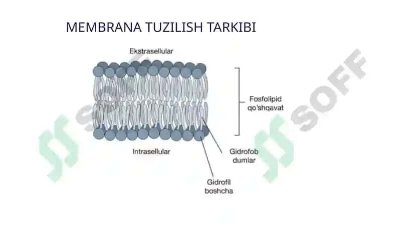 HUJAYRADA MODDALAR VA ENERGIYA OQIMI, INFORMATSIYANING BERILISHI 5