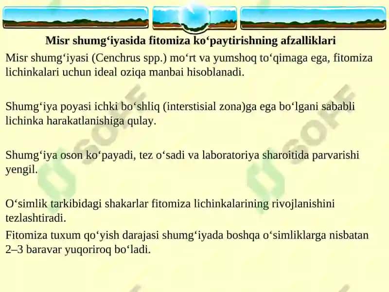 Mavzu: Fitomizani yopiq gruntda, laboratoriya sharoitida ko‘paytirish. 5