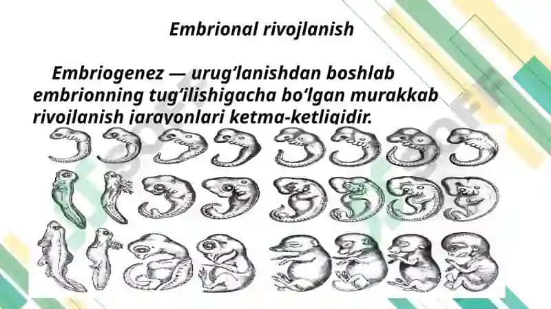 Proembrional va embrional rivojlanishning umumiy qonuniyatlari(Progenez) 5