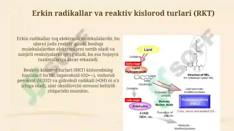 Lipid peroksidlanishi va hujayra shikastlanishi patogenizadagi ahamiyati 5