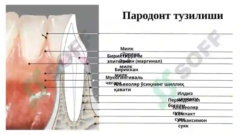 Пародонтонтология 5