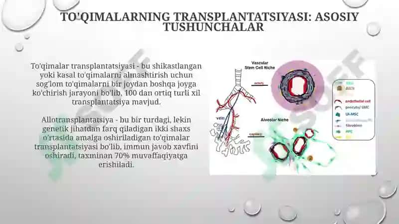 To'qimalarning regeneratsiyasi va transplantatsiyasi 5