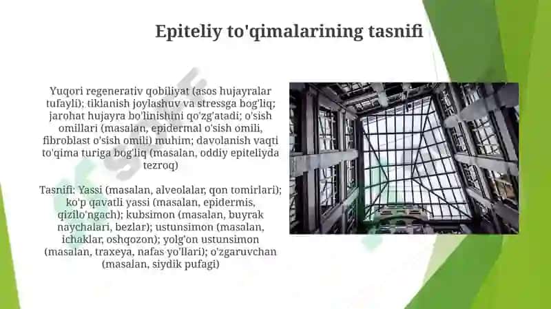 Epiteliy toʻqimasi tuzilishi va regeneratsiyasi 5