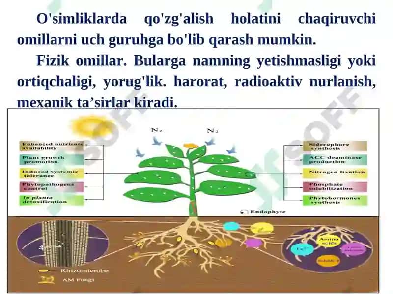 O'simliklar chidamliligi va himoyalanish fiziologiyasi 5