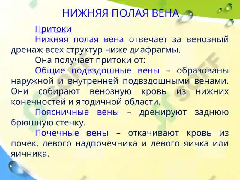 Клиническая анатомия вен и лимфатических сосудов брюшной полости 5