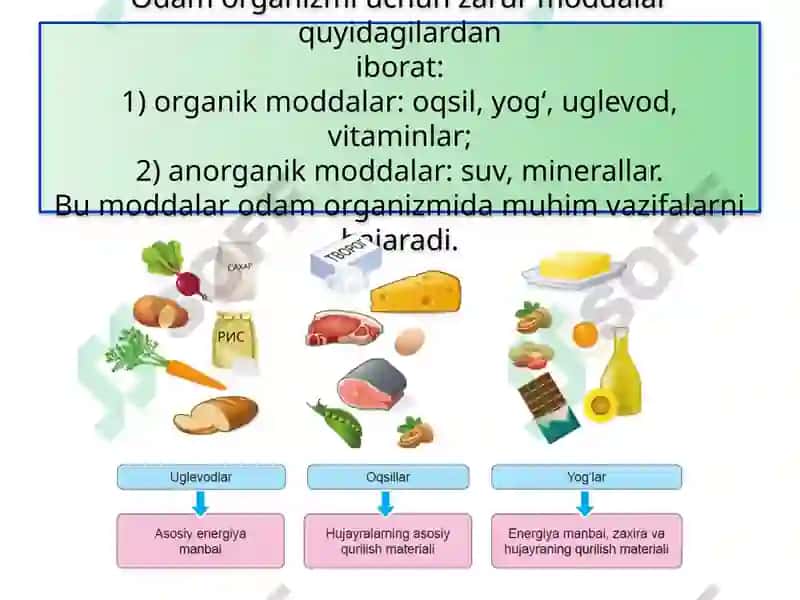 ODAMNING OVQAT HAZM QILISH SISTEMASI 5