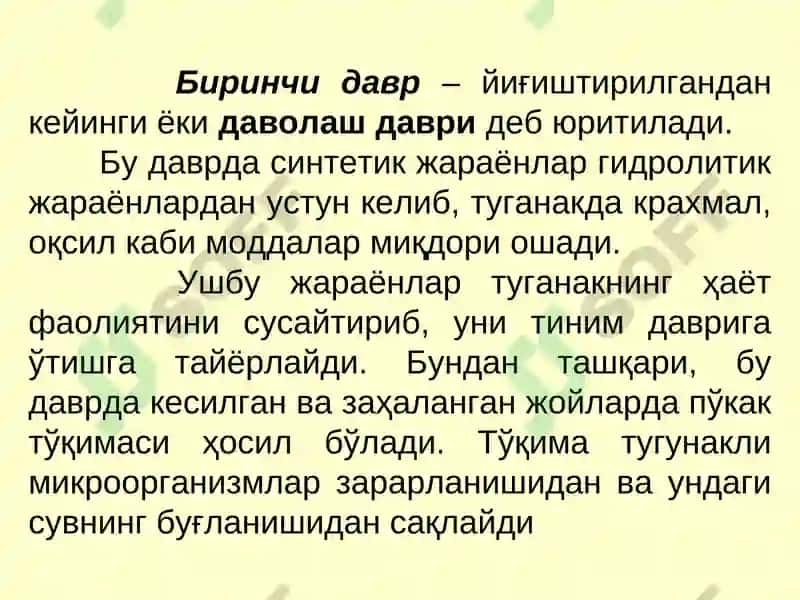 Картошка ва полиз маҳсулотларини сақлаш технологияси 5