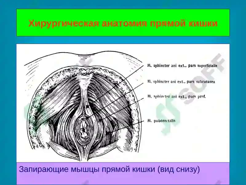 Анатомия прямой кишки 5