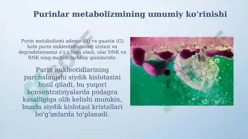 Purin va pirimidin asoslari almashinuvi 5