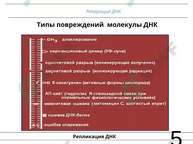 Клеточная биология. Мутации. 5