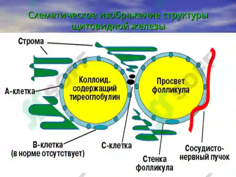 Заболевания щитовидной железы 5