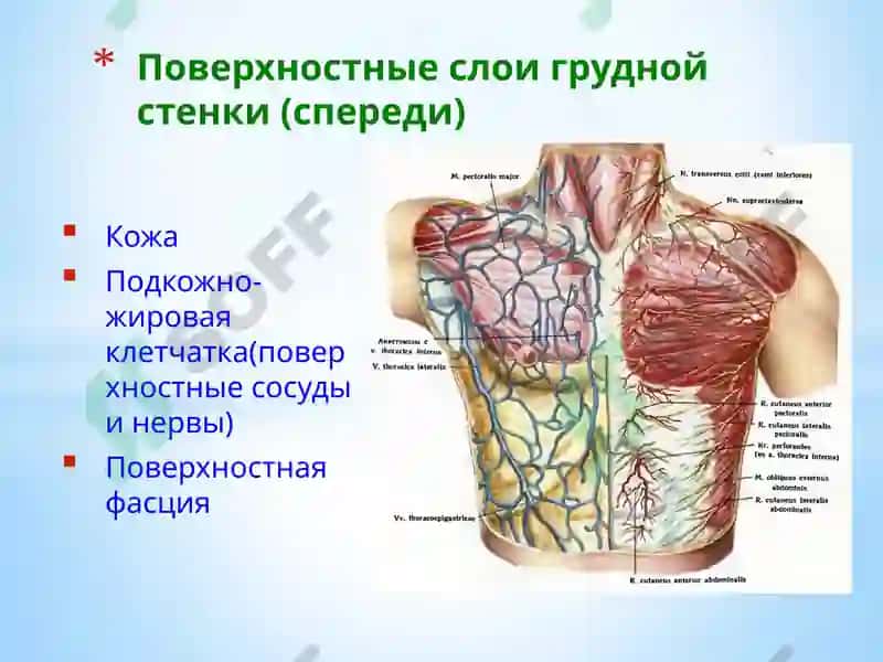 Топографическая анатомия и оперативная хирургия 5