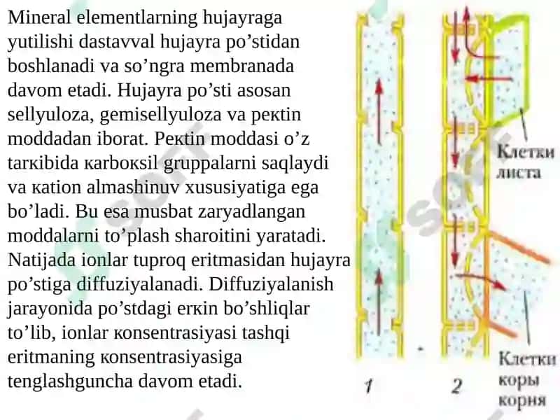 Ildizlardaionlarning tashiluvi 5