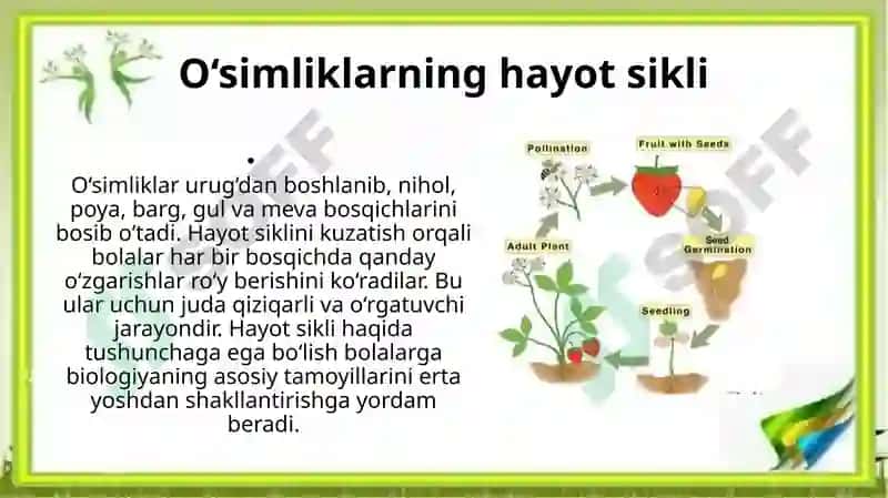 Mening kichik bo‘g‘im O‘simliklarni ekish, parvarishlash va kuzatish loyihasi 5