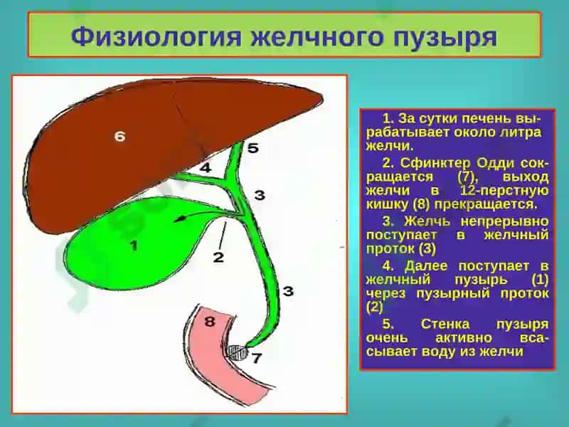 Желчнокаменная болезнь. Холециститы, диагностика и лечение 5