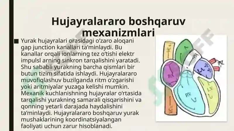 yurak faoliyatini boshqarilishini Oʻziga xosligi 5