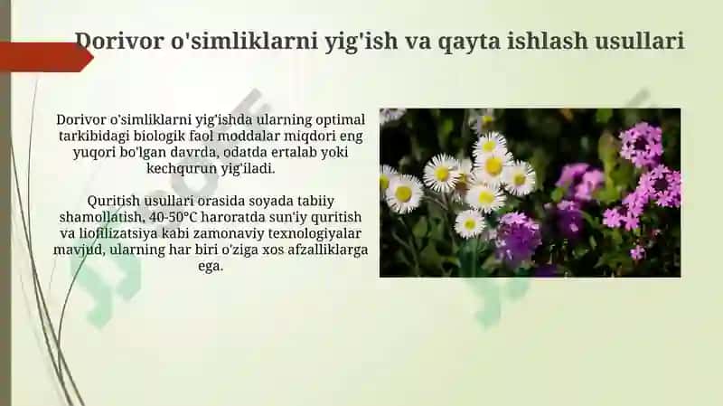 Dorivoroʻsimliklarvaularniqaytatiklashvamuhofazaetishyoʻllari 5