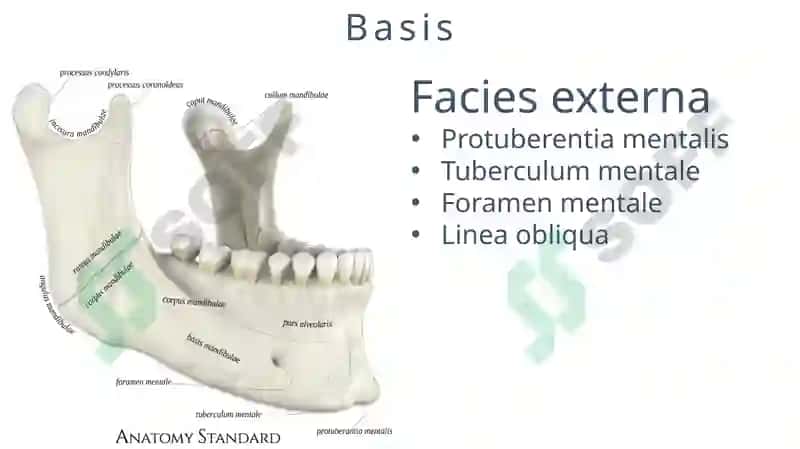 MANDIBULA 5