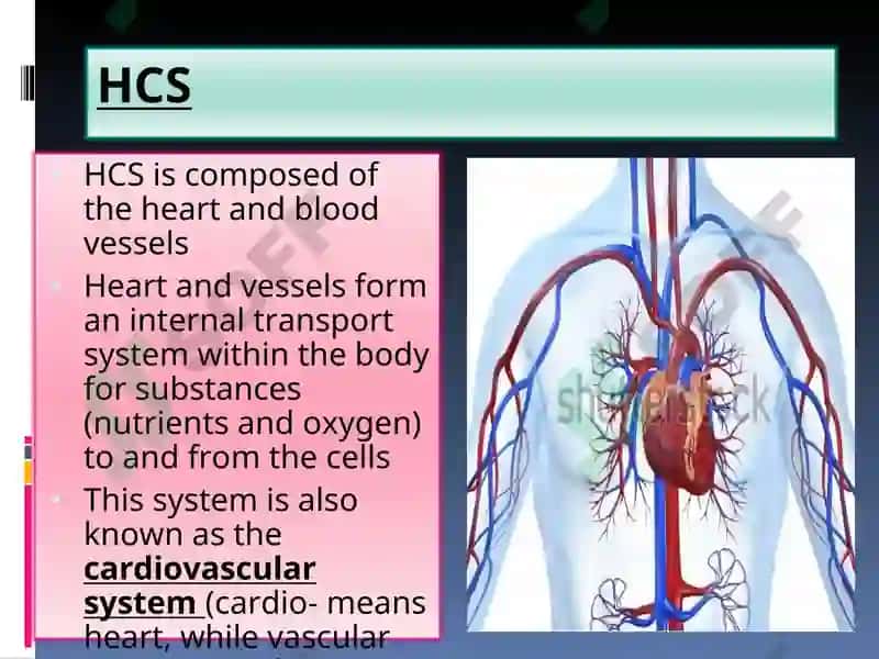 Circulatory System Presentation 5