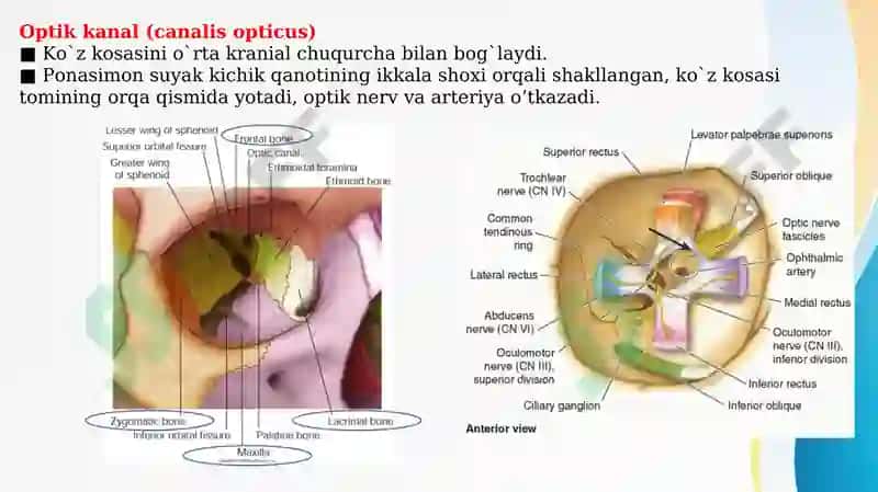 KO’Z KOSASI SUYAKLARI (OS ORBITALIS) VA NERV TAMINOTI 5