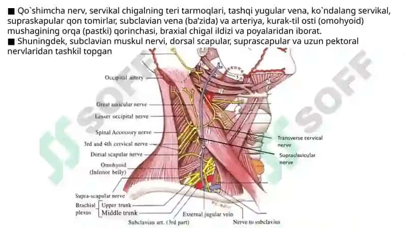 Bo’yin uchburchaklari va suyakalari, Bo’yin mushaklari. 5