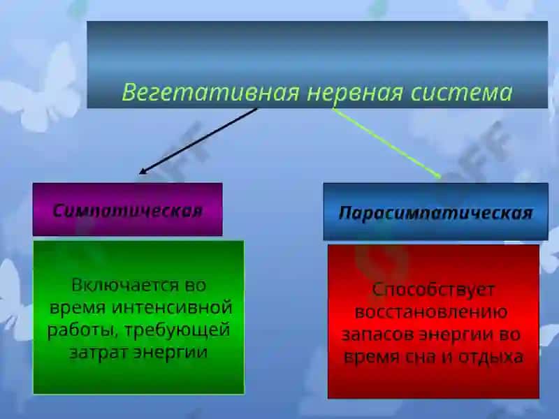 Презентация по дисциплине «Русский язык» 5