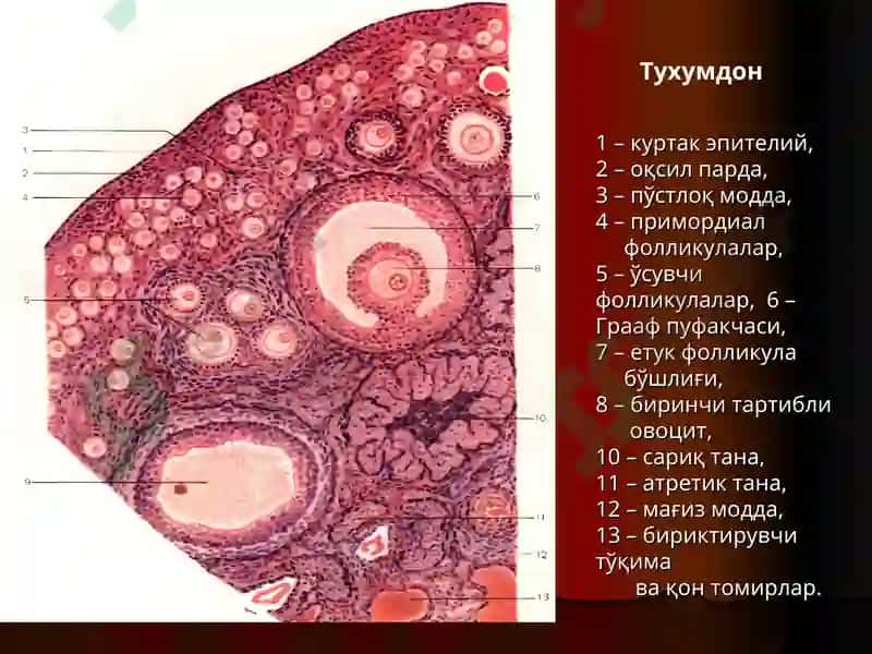 Аёллар жинсий тизими.Одам эмбриологиясининг асослари 5
