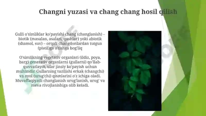 Òsimliklarni vegetativ va generativ organlari jinsiy kopayish 5