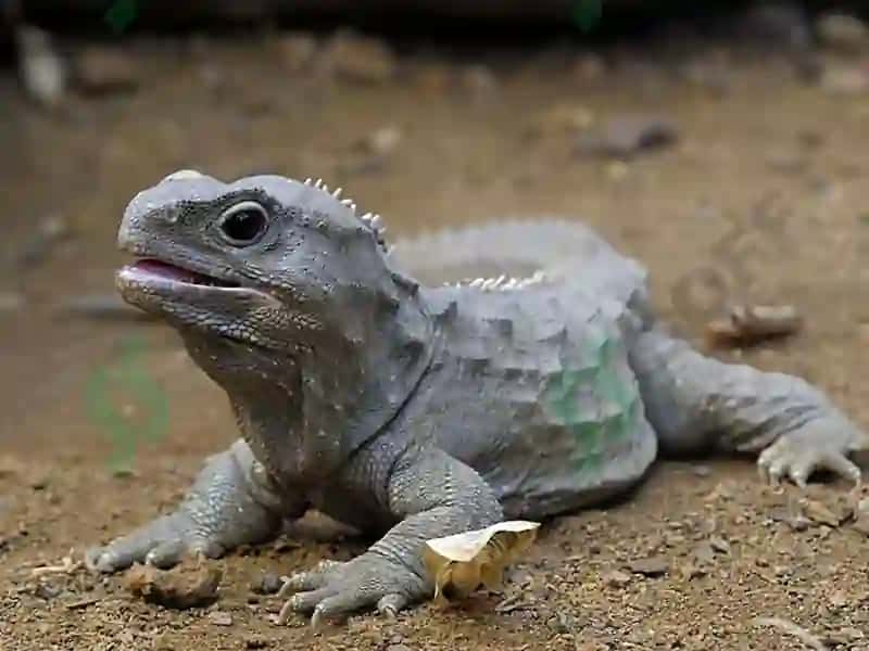 Sudralib Yuruvchil Ar (Reptilia) Sinfining Sistematikasi 5