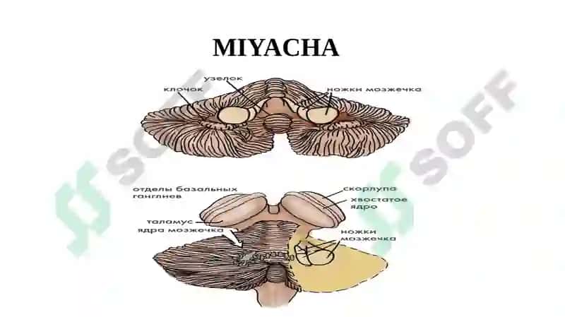 Bosh miya yarim sharlar po‘stlog‘ining fiziologiyasi. Bazal yadrolar. 5
