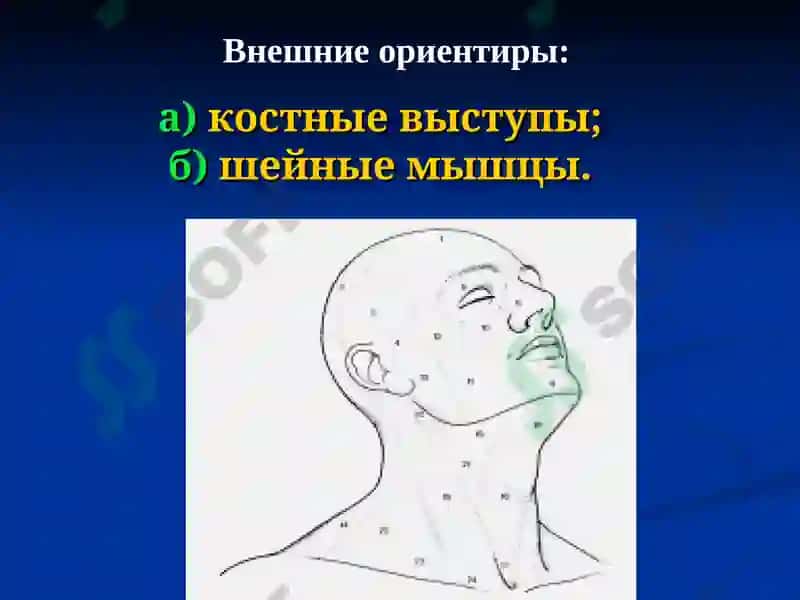 Клиническая анатомия с основами оперативной хирургии 5