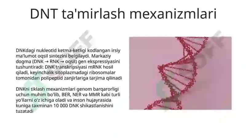 Nuklein kislotalar va irsiy belgilarining nasldan-naslga o‘tishdagi roli 5