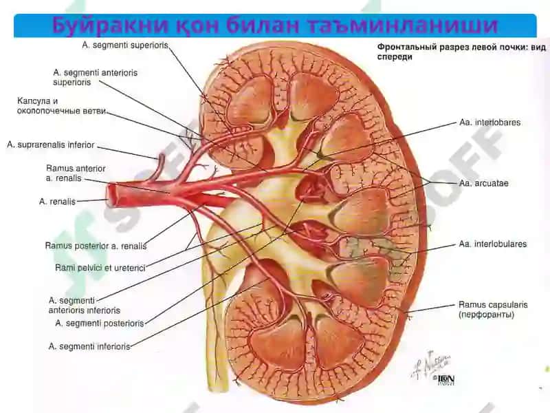 Гломерулонефритлар 5