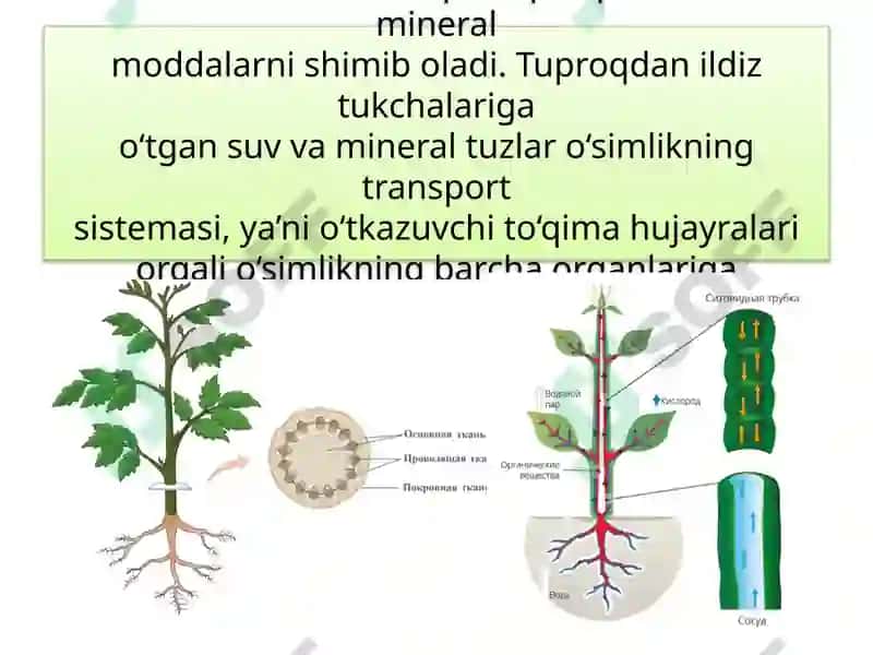 TIRIK ORGANIZMLARDA OZIQ MODDALAR TRANSPORTI 5