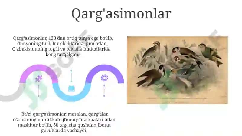 Qushlar turlari va ular haqida malumotlar 5
