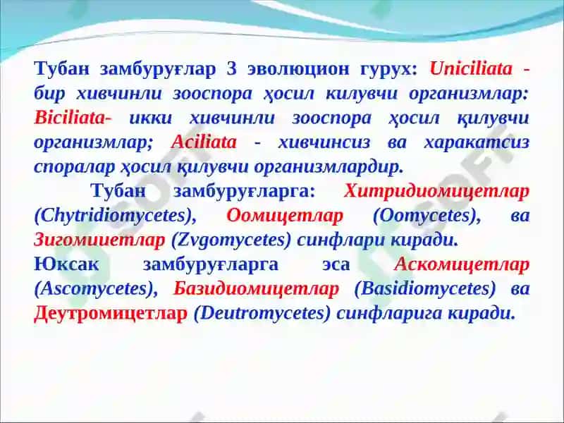 Замбуруғларнинг систематикаси. Хитридиомицетлар синфининг тавсифи 5