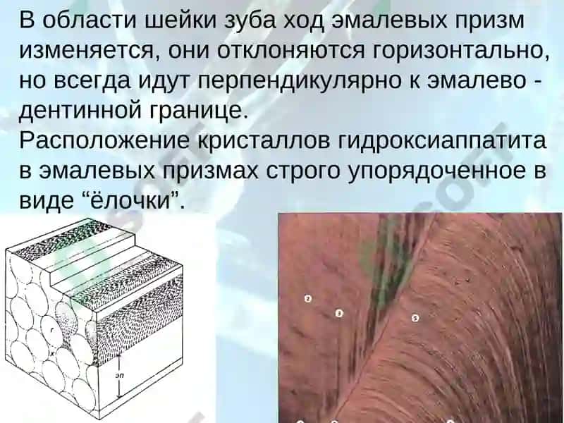 Структура тканей зуба 5