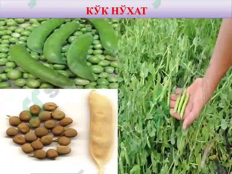ДОН-ДУККАКЛИ ЭКИНЛАРНИНГ УМУМИЙ ТАВСИФИ ВА БИОЛОГИЯСИ 5