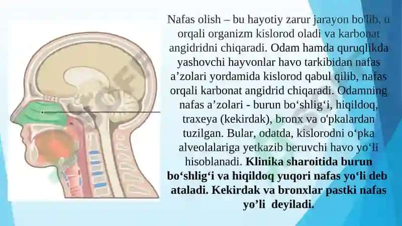 NAFAS OLISH ORGANLARINING TUZILISHI 5