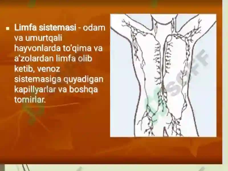 Limfa sistemasi 5