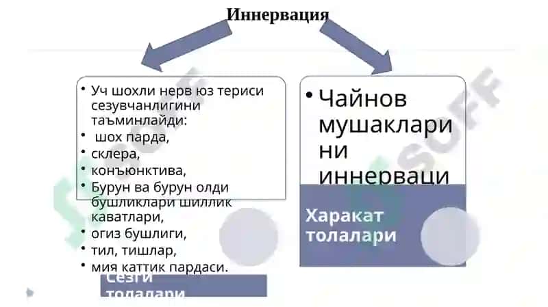 Юз-жағ сохасининг неврологик бузилишлари ва оғриқлар. Оғриқ компонентлари ва механизми. Уч шохли нерв невралгияси. Юз-жағ соҳаси невритлари. Юз мимик мушакларининг парез ва параличи.  Текшириш усуллари ва хирургик даволаш принциплари. 5