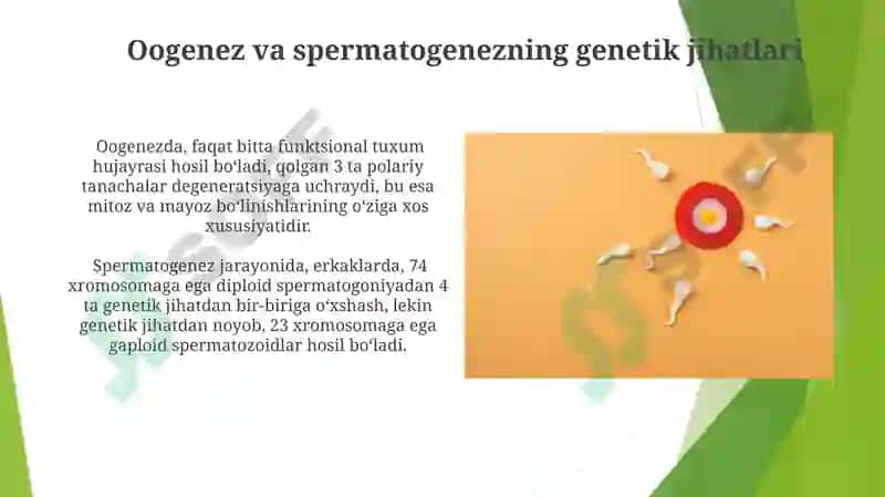 Oogenez va Spermatogenezning O'ziga Xos Xususiyatlari 5