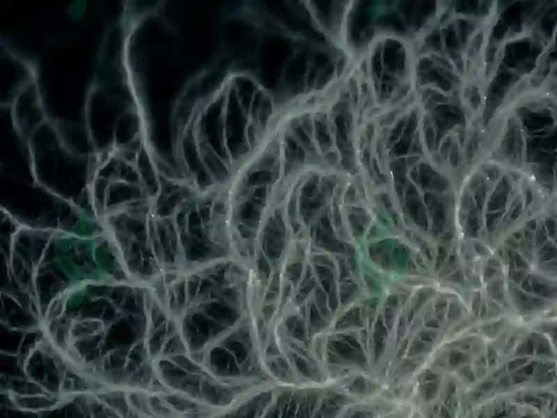 13-MA’RUZA.DON VA DON MAHSULOTLARININGMIKROBIOLOGIYASI 5