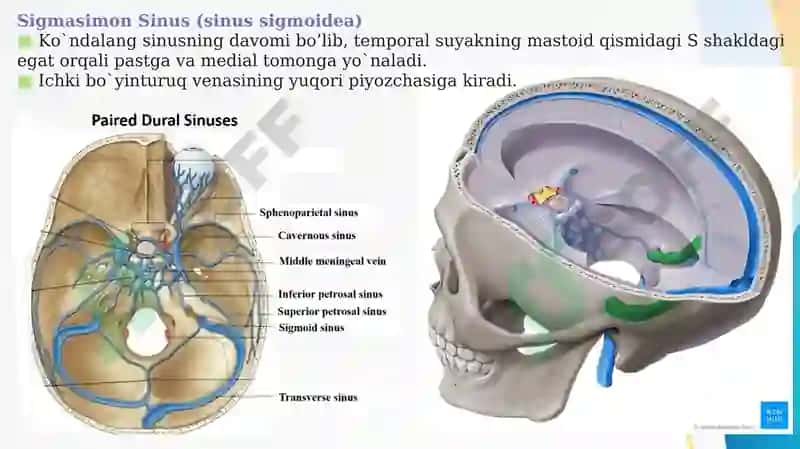 MIYANING VENOZ SINUSLARI VA BOSH MIYA QON TA’MINOTI  Миянинг веноз синуслари ва бош мия кон таминоти 5