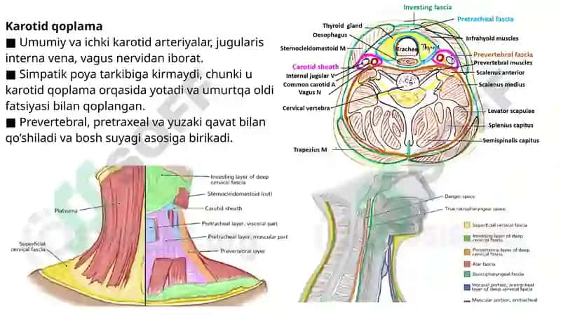 Chuqur bo’yin fasiyasi, Prevertebral yoki chuqur bo’yin mushaklari. 5