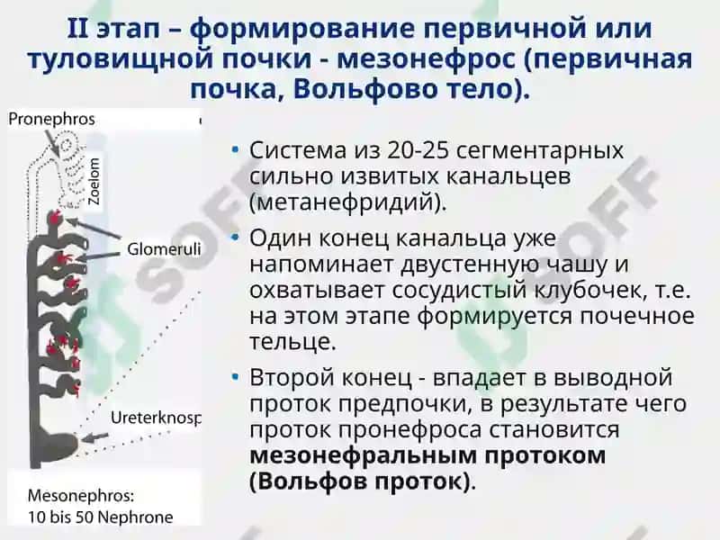 Функциональная анатомия мочеполового аппарата 5
